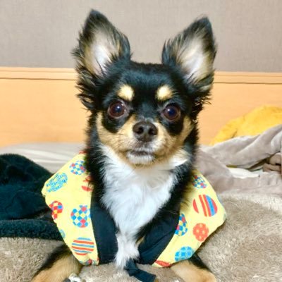 アコースティックギターでの弾き語りをメインとしてYouTubeやTikTok投稿しています
曲のリクエストなどがありましたら、コメントくださればお応えできるよう努めてまいります
チワワのじんちゃんと共に弾き語りチックなコラボ演奏をお楽しみください🐕꙳