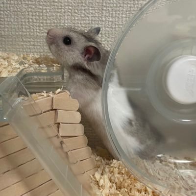 折原さんのプロフィール画像