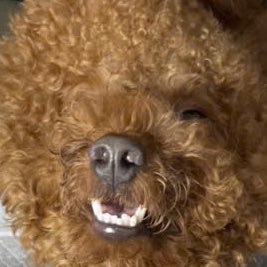 Thangtranse's profile picture. 