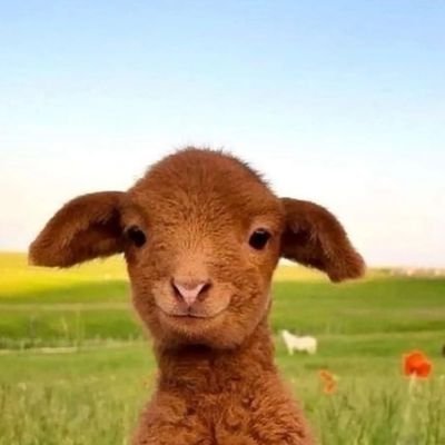 heshambinghanm's profile picture. 