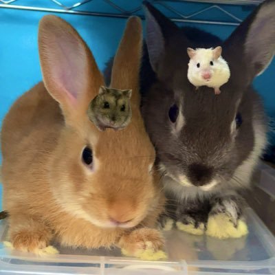 usausapyoi's profile picture. ネザーランドドワーフ♂の異母兄弟 アシュ(グレー)ヴィン(オレンジ) 🐰ジャンガリアンハムスター♀小喬🐹ゴールデンハムスター♀雪見だいふく🐹うさ飼い様ハム飼い様と仲良くなりたい！！ たまーにうさぎ以外の小動物(シマリス･デグー)も写ります🐿🐭  昼は🐰夜は🐹の確率です📸