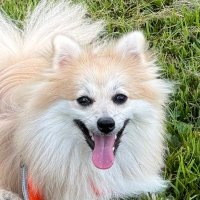 100ポメのポム (@pome_pom_jp) 's Twitter Profile