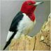 حسين ضيف الله بديل (@allhdyf20213) Twitter profile photo حسين ضيف الله بديل (@allhdyf20213) Twitter profile photo