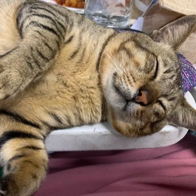 SkywaveJc's profile picture. 