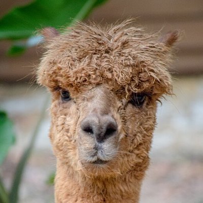 ThisIsAnAlpaca's profile picture. ...