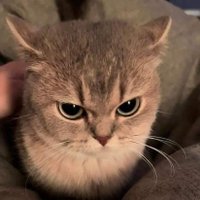 zenda (@zendaippo) 's Twitter Profile