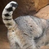@ɱλɴƲι νεɴλτΘર (@_manvenator_) 's Twitter Profile