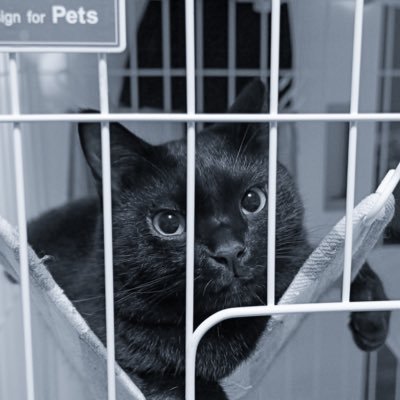 Yamato_Yutaka's profile picture. ホゲホゲして、パシャパシャしてます。 2018.03.22-