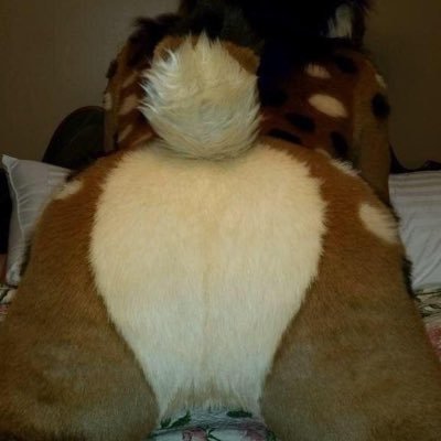 fursuitass
