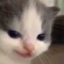spaghettinooble (@notralen) Twitter profile photo spaghettinooble (@notralen) Twitter profile photo