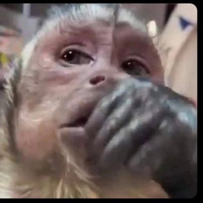 iammeyeurr's profile picture. 