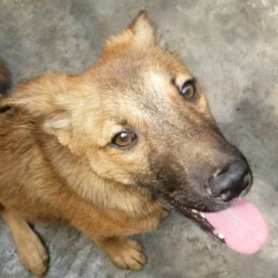 I trust your humanity ❤, kindly donate or share to help these rescued babies please.
Link below⬇️