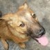 kenneth_dog_shelter (@kenneth_dog_she) Twitter profile photo kenneth_dog_shelter (@kenneth_dog_she) Twitter profile photo