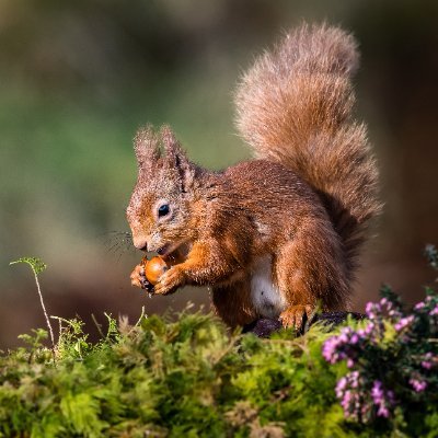 ZainHossain77's profile picture. Traveller ⛺, Building with @DataHaven_xyz