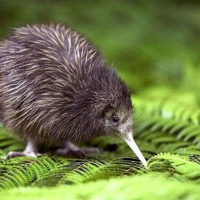 kivikusu1's profile picture. Eski hesabım kapandı. Fikirleri, olayları karşılaştırır katı gerçeği ararım. Bilim sevdiğim. Öğrenmek, sorgulamak doğru olandır.