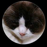 🐈‍⬛🔔 (@kfckubota) Twitter profile photo