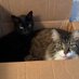 MsMeowMix =^..^= (@msmeowmix) Twitter profile photo MsMeowMix =^..^= (@msmeowmix) Twitter profile photo