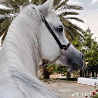 ✺B_｡♡S_♡H✺ (@nmoi613) 's Twitter Profile