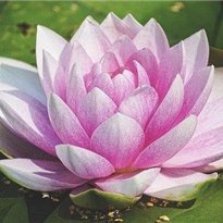 お金の悩み解決術やお得情報など紹介中。私自身お金に苦労した経験から生活に苦しんでいる方を救いたいと思い、少しですが現金配布企画を始めました♬ 詳しくはコチラから➡ https://t.co/65nRbF4wzu