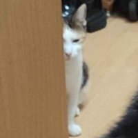 Birbie (@ii_sleeptoken) 's Twitter Profile