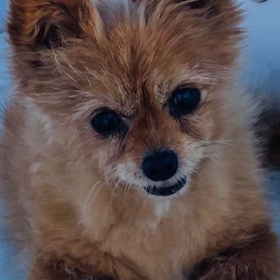 elninotk's profile picture. 