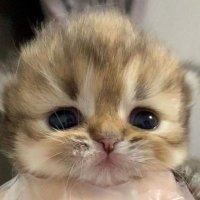 Mocha (@rahlikemocha) 's Twitter Profile