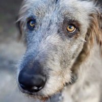 Watchdog (@watchdogirl) 's Twitter Profile Photo Watchdog (@watchdogirl) 's Twitter Profile Photo