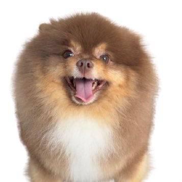 leo_hdog's profile picture. the cutest and highest dog in the blockchain

https://t.co/olVfuewiqN