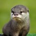 Crypto_otter (@crypto_otter07) Twitter profile photo Crypto_otter (@crypto_otter07) Twitter profile photo