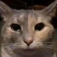 Thatonerandommoron (@lazarus_boi) 's Twitter Profile