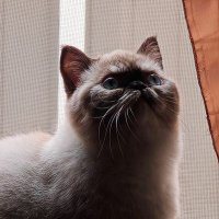 Ana Lilia (@anyespnz) 's Twitter Profile