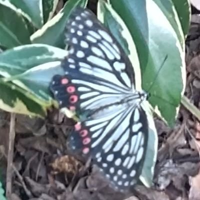 名前変えました。愛のヒーリング紗蘭です。
元々のaccountにポスト出来るようになりました!
ただ、このaccountはコメントは見れるけど、DMが届くか分からないので使用していません。
♦️すみません。削除が出来ない状態な為そのままです♦️