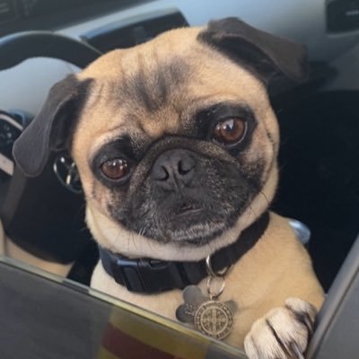 Pugthinks's profile picture. Pugnacious Politics - tell me the last five books you’ve read, and I’ll tell you how your life has changed