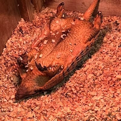 _SB17_'s profile picture. 雑談用アカウント Discord:まじろさん#mazirosan アイコンはうれいせんせえから貰いました(大の字で駄々こねてるアルマジロ)