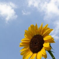 sunflower (@sunflower9753) 's Twitter Profile