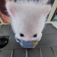 😇 (@kooolwithu) 's Twitter Profile