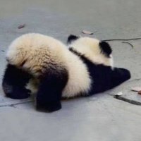 PandaTengkurep (@panda_tengkurep) 's Twitter Profile