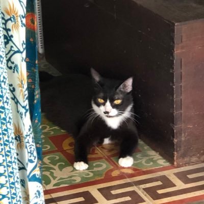 ilayokoo's profile picture. 