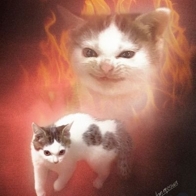 iasdisini's profile picture. no I shouldn't but I did it anyway