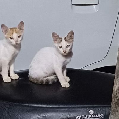 Arjun18293138's profile picture. Sportsman 🦿 Idol - Leo Messi ❤️
12th man 💛🔥
Humble..💆
It's all about karma 💯
#Footballlove 💣⚽
CA aspirant