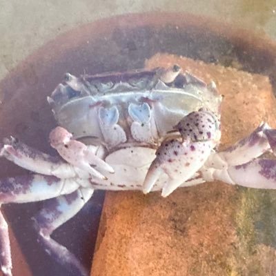 カニです🦀 最近、競輪場🚴🚴♀️🚴♂️に行きハマりました。競輪初心者🔰ガールズケイリン極めたい。今まで行った競輪場 小倉・久留米・武雄・熊本