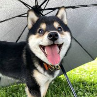 MANYU CTO (@ctomanyu) 's Twitter Profile Photo MANYU CTO (@ctomanyu) 's Twitter Profile Photo