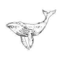 Whale Coverage (@whalecoverage) 's Twitter Profile