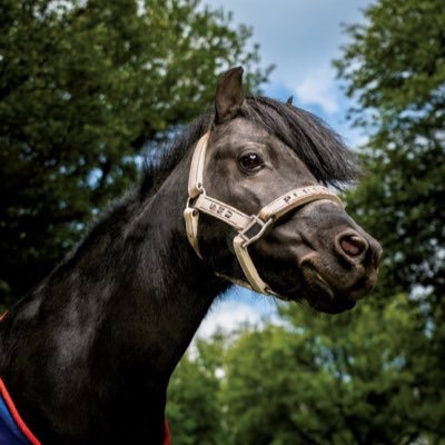 Official Account of Peruna IX | Pampered Pony of @SMU | Only mascot with a kill count