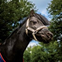 Peruna IX (@perunathepony) 's Twitter Profile Photo