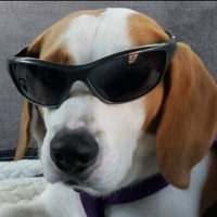 Dodgerdog 🐶 Beagle Lolo (@manolo42o) 's Twitter Profile Photo Dodgerdog 🐶 Beagle Lolo (@manolo42o) 's Twitter Profile Photo