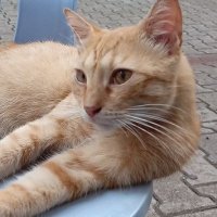 a (@fidanagacorman) 's Twitter Profile Photo a (@fidanagacorman) 's Twitter Profile Photo