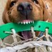 thatsadog (@thatsadog) Twitter profile photo thatsadog (@thatsadog) Twitter profile photo