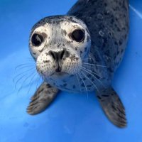 Biscuits The Seal | Fan Page (@biscuitstheseal) 's Twitter Profile Photo Biscuits The Seal | Fan Page (@biscuitstheseal) 's Twitter Profile Photo