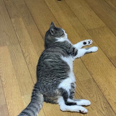 チェリオさんのプロフィール画像